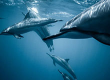 世界杯球员名单-【观点】雄鹿已陷入巨大被动 字母哥离队警报拉响